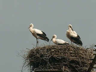 Storchenfamilie