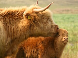 Vakantiehuis De Koog Omgeving 20