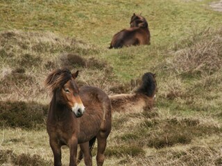 Casa per le vacanze De Koog Ambiente 27