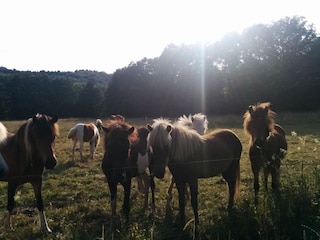 Impressionen aus dem Wiesental