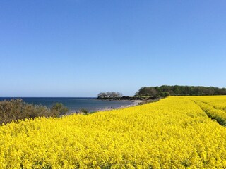 Rapsblüte im Mai