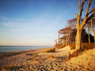 Ferienhaus Zingst Umgebung 32