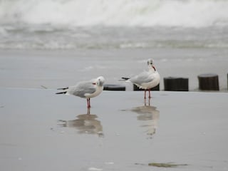 Ferienwohnung Zingst Außenaufnahme 11