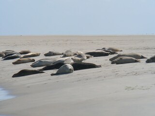 Appartamento per vacanze Borkum Ambiente 15