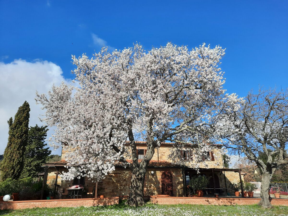 Mandelbaumblüte Anfang Februar