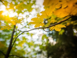 Appartement de vacances Ramsau am Dachstein Environnement 33