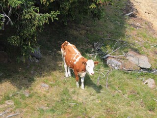 Chalet Prebl Ambiente 32