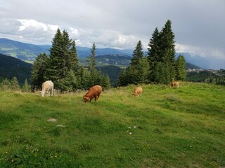 Chalet Prebl Registrazione all'aperto 9