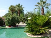 Pool with palm and bamboo grove