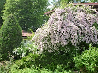 Im Garten