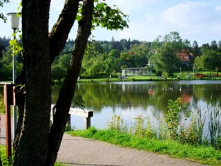 Im Frühling wirds ordentlich grün in Hahnenklee...