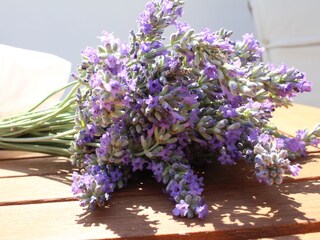 Holiday apartment "LAVANDA"