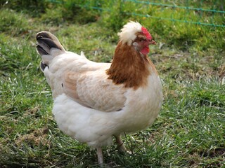 Appartamento per vacanze Nußdorf am Attersee Documento 43