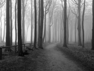 Gespensterwald im Nebel