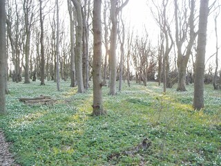 Annemonenblüte im Frühling