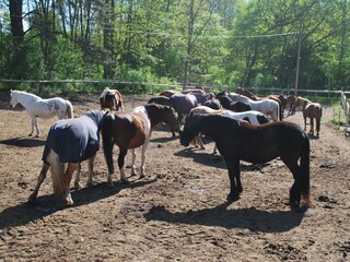 Pferdehof Zislow. - zum Reiten und Kaffee trinken.