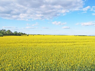 Rapsfelder kurz vor den Wäldern Zislows.