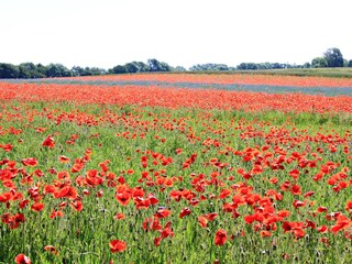 Mohn über Mohn