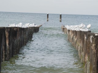 Ferienwohnung Domburg Umgebung 15