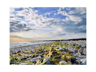Muscheln