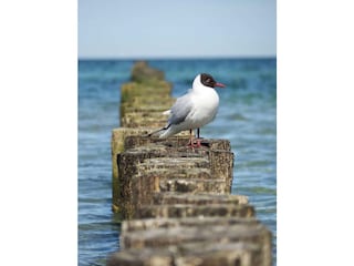 Möwe
