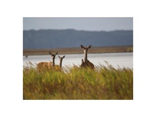 am Bodden