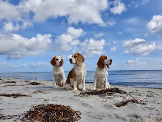 Beagles am Strand