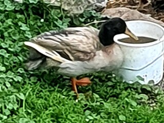 Appartamento Partschins Registrazione all'aperto 11