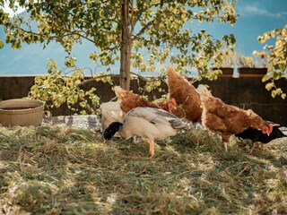 Appartamento Partschins Registrazione all'aperto 16