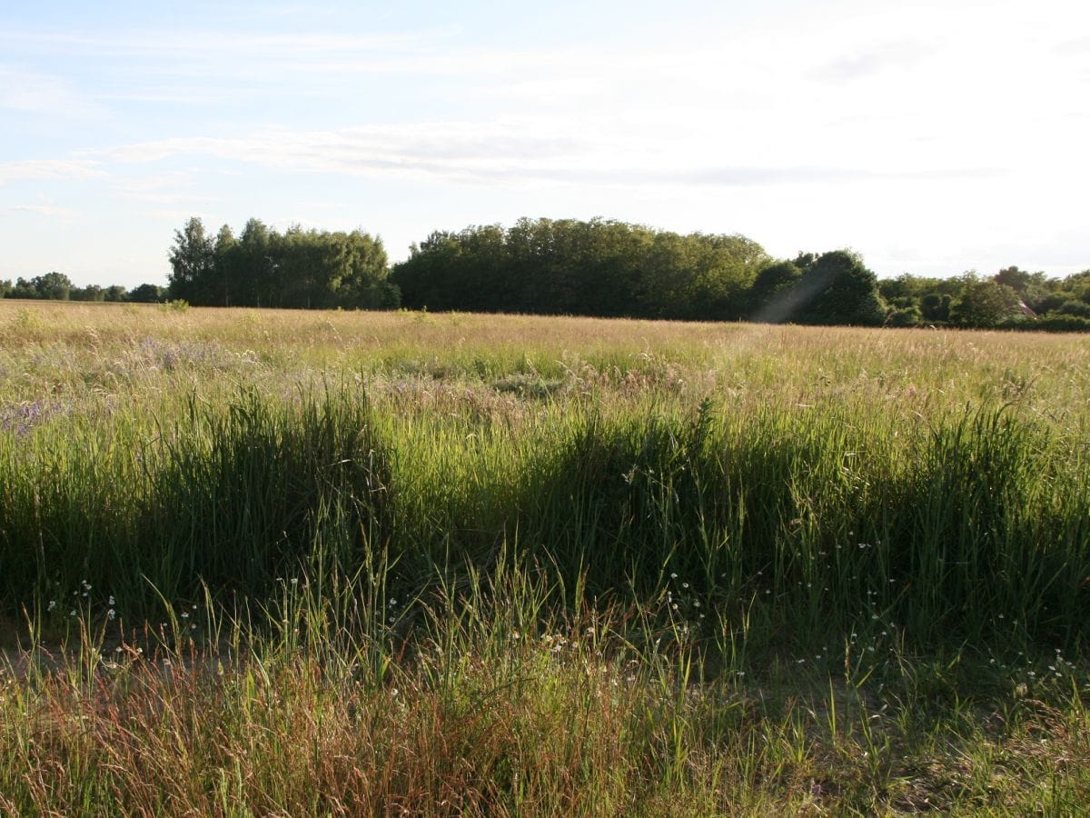 Ausläufer der Döberitzer Heide