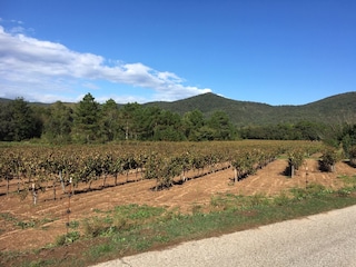 die Weinberge drumherum laden zum Wandern und Laufen ei