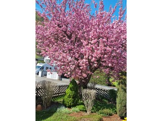 Holiday apartment Kleinheubach Outdoor Recording 8