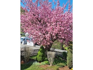 japanische Kirsche im Vorgarten