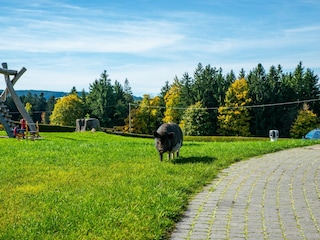 Unsere Hausschweine zum Kraulen