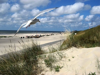 Möwen am Strand