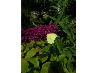 Zitronenfalter am Schmetterlingsflieder
