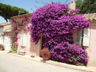 Bougainvillea