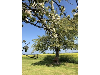 Obstblüte in 2024 , Mursewiek20