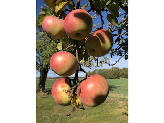 Apfelreife im Garten von Mursewiek20