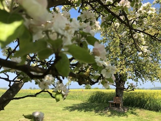 Frühling im Garten von Mursewiek20