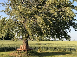 Sommer im Garten von Mursewiek20