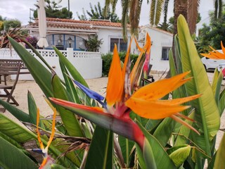 Vakantiehuis Moraira Buitenaudio-opname 15
