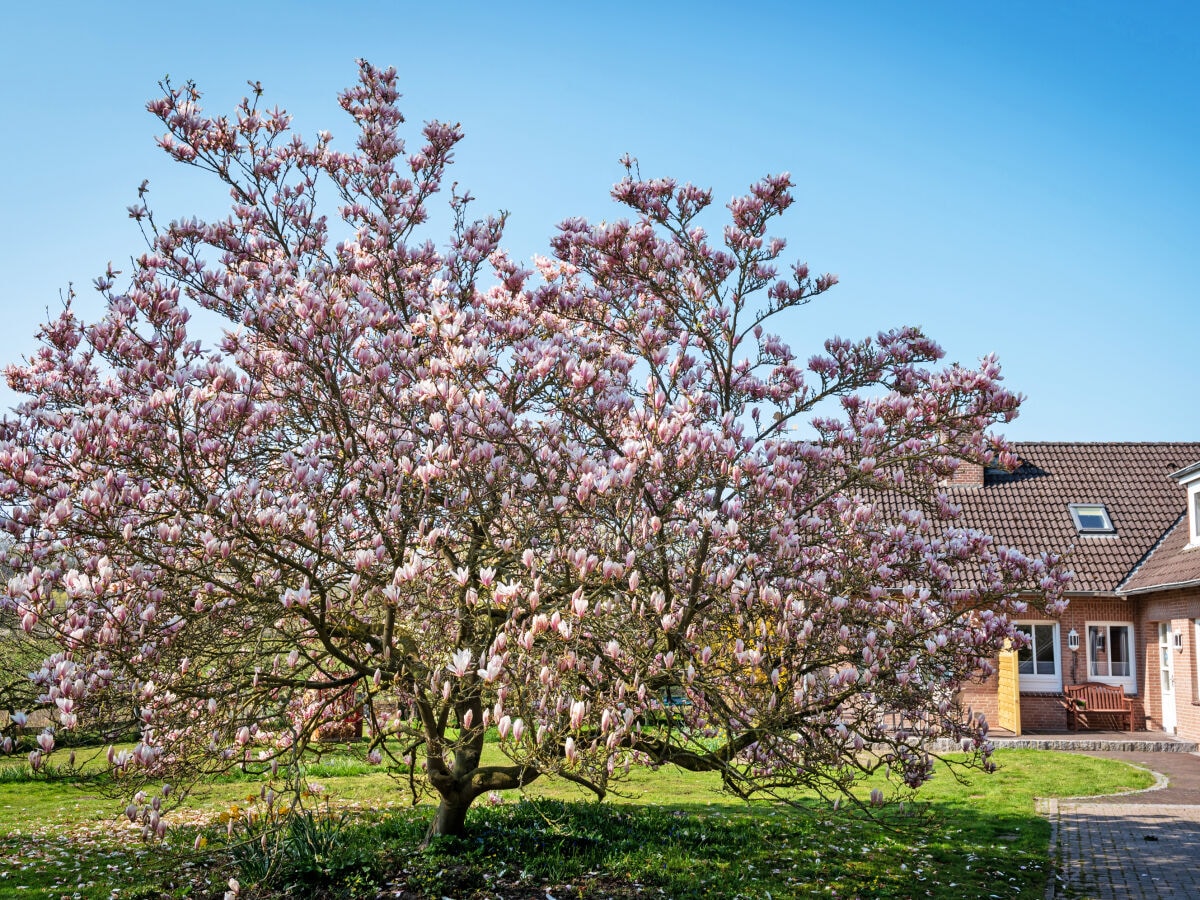 Frühling