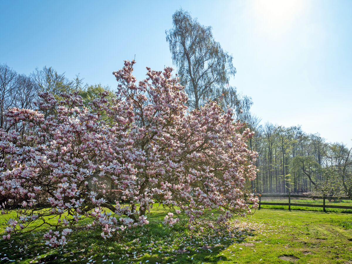 Frühling auf Kattenberg