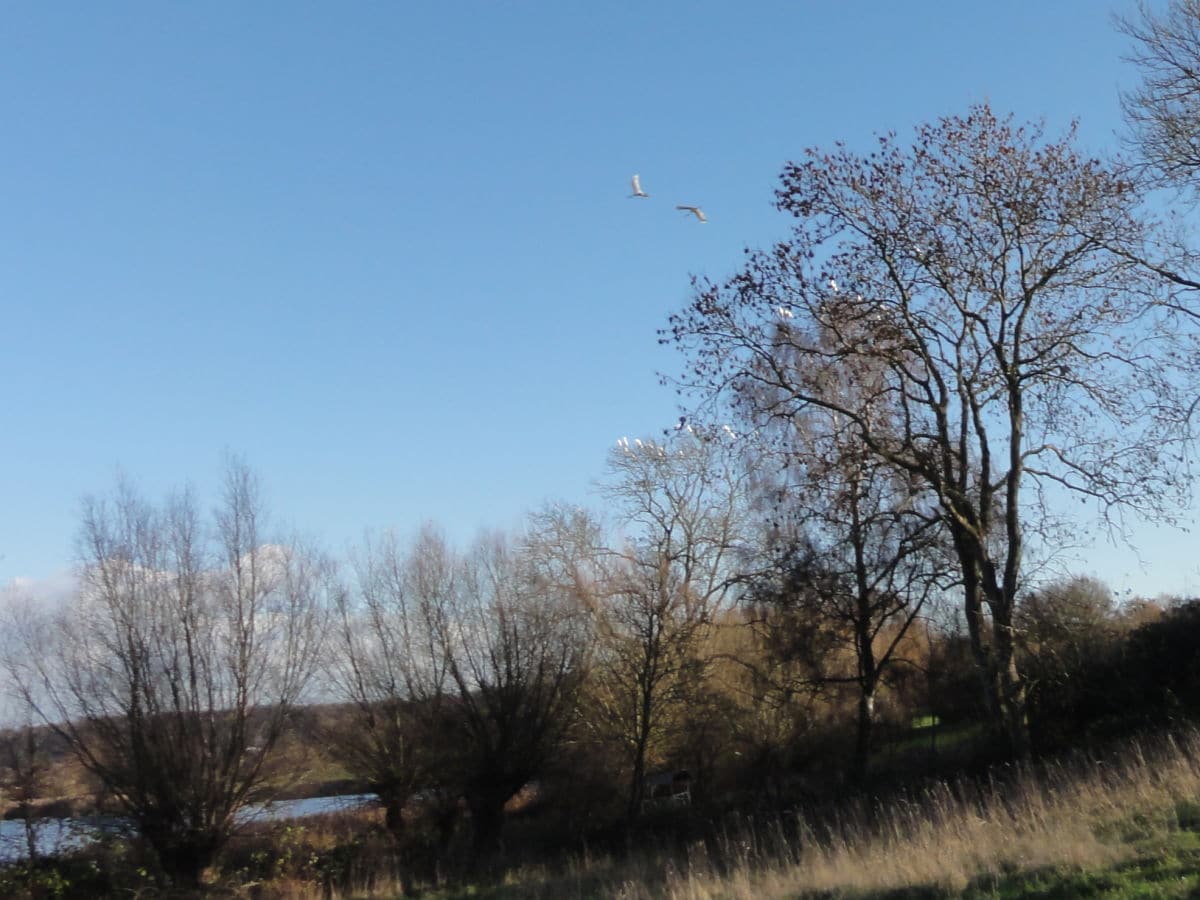 Start der Silberreiher am See