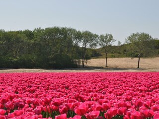 Appartamento per vacanze Egmond aan Zee Ambiente 23