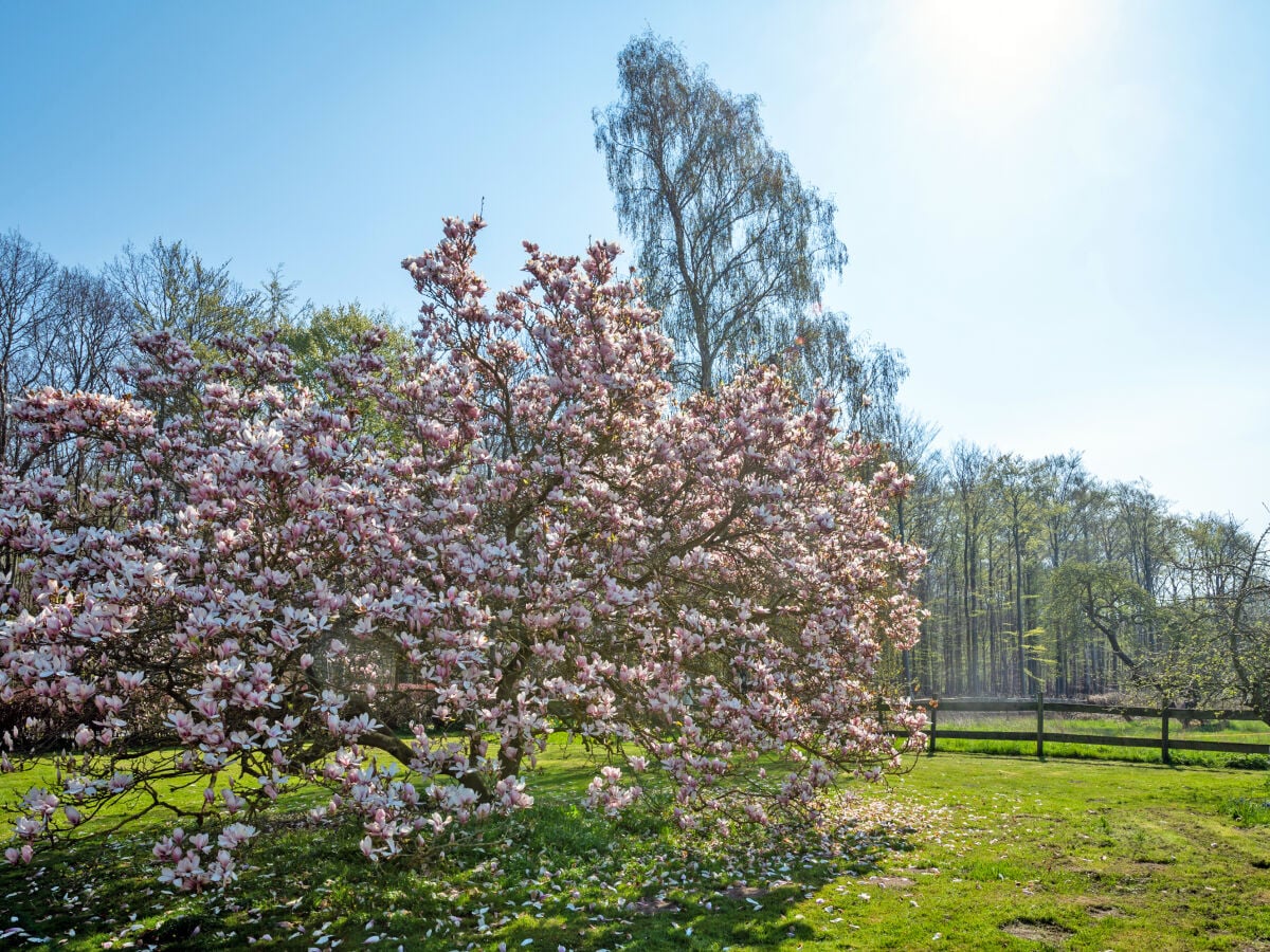 Kattenberg im Frühling