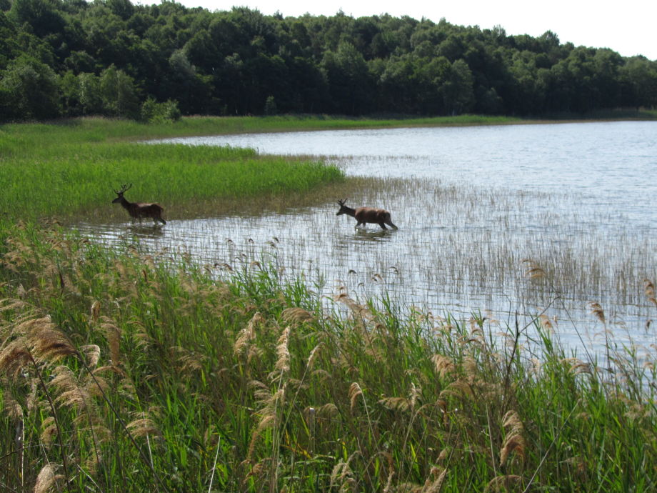 hirsche am rederangsee bei federow