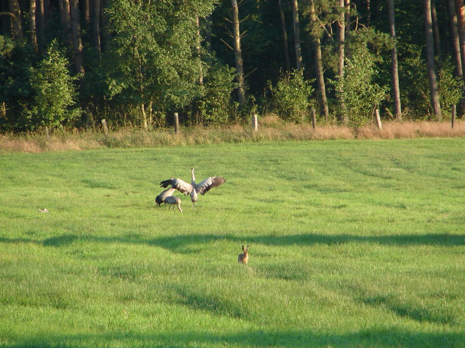 kraniche auf der wiese am adlerhorst in federow