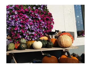 Holiday apartment St. Georgen im Schwarzwald Outdoor Recording 11